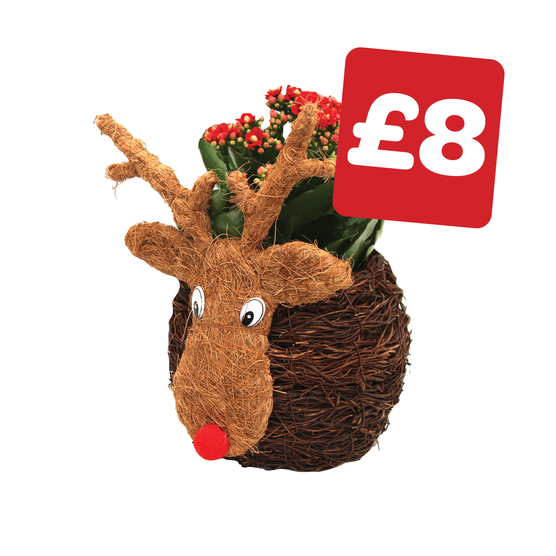 Rudolph the Red Nose Reindeer